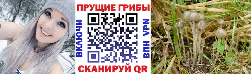 Купить  Вышний Волочёк  Галлюциногенные грибы мицелий 